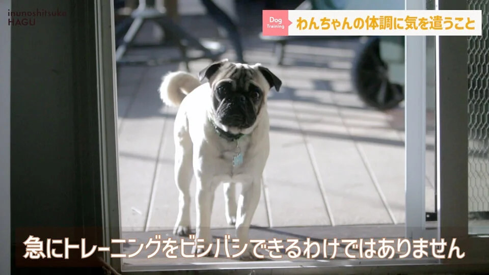 【犬　旅行】引越しや避難で愛犬が挙動不審！新しい環境に慣れる手助けをする方法【解説】