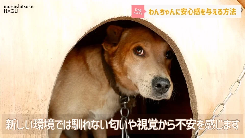 【犬　旅行】引越しや避難で愛犬が挙動不審！新しい環境に慣れる手助けをする方法【解説】