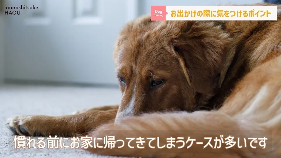 【犬　旅行】引越しや避難で愛犬が挙動不審！新しい環境に慣れる手助けをする方法【解説】