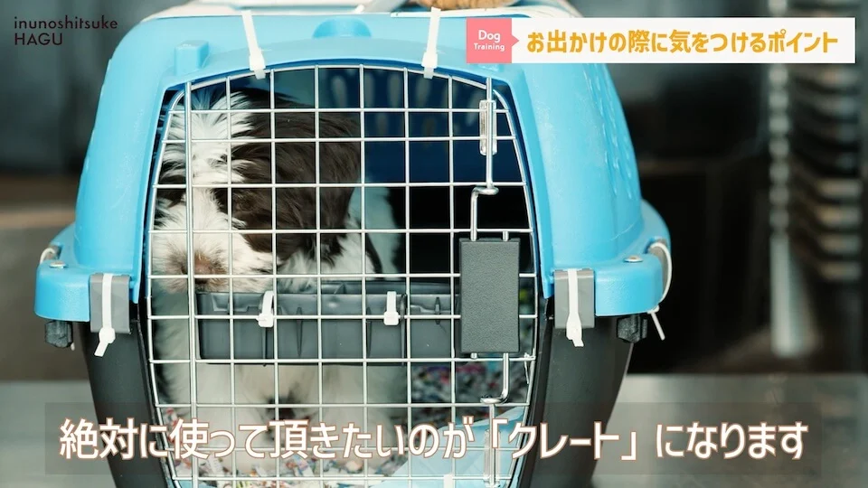 【犬　旅行】引越しや避難で愛犬が挙動不審！新しい環境に慣れる手助けをする方法【解説】