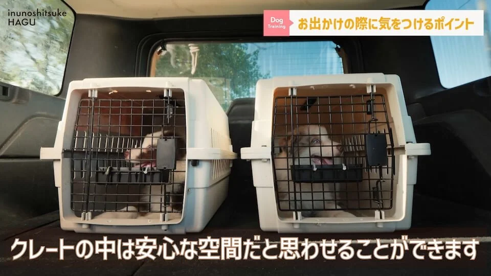 【犬　旅行】引越しや避難で愛犬が挙動不審！新しい環境に慣れる手助けをする方法【解説】