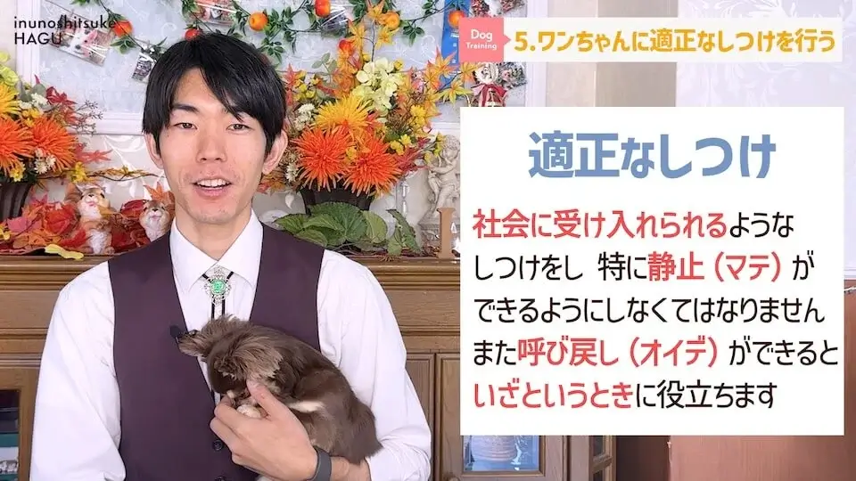 【飼い主になる前に】わんちゃんを飼いたい人が絶対に覚えてい無くてはいけない6つのルール【解説】