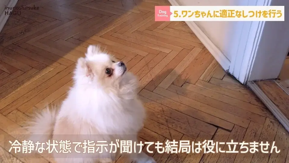 【飼い主になる前に】わんちゃんを飼いたい人が絶対に覚えてい無くてはいけない6つのルール【解説】