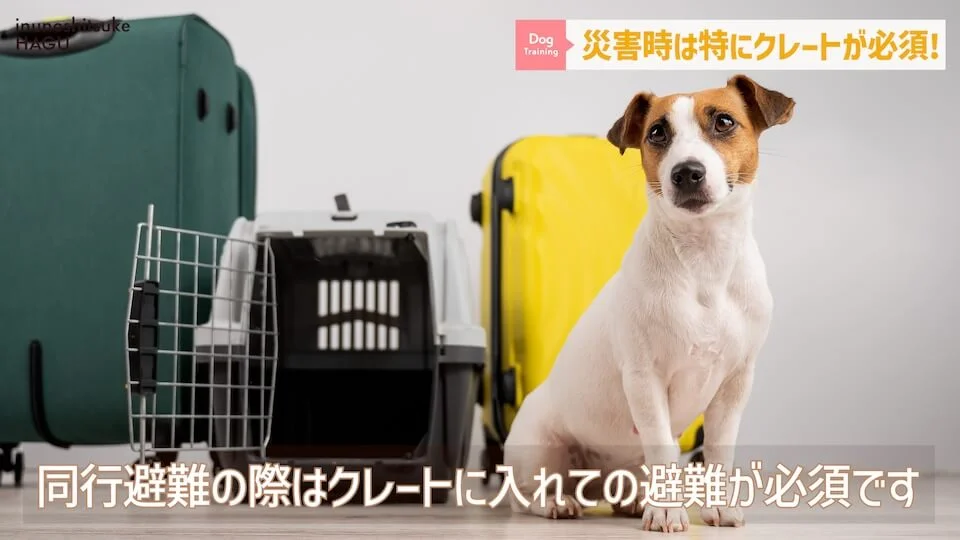 【犬　旅行】引越しや避難で愛犬が挙動不審！新しい環境に慣れる手助けをする方法【解説】