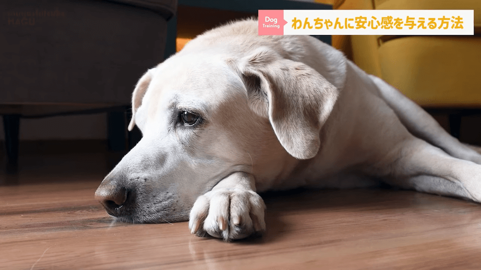 【犬　旅行】引越しや避難で愛犬が挙動不審！新しい環境に慣れる手助けをする方法【解説】