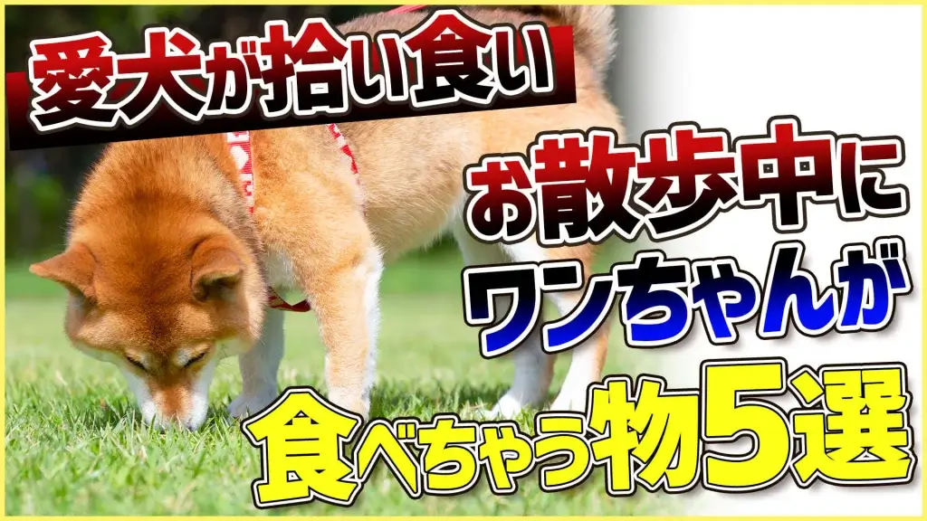 【注意喚起】お散歩中につい拾い食いしちゃう物5選【ドッグトレーナーが選ぶ】