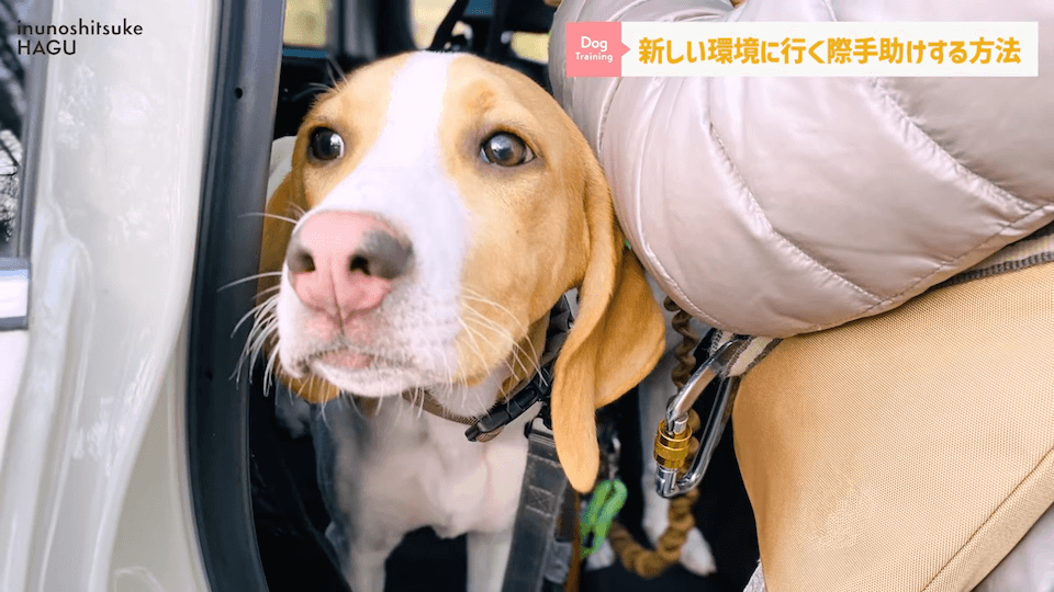 【犬　旅行】引越しや避難で愛犬が挙動不審！新しい環境に慣れる手助けをする方法【解説】