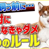 【飼い主になる前に】わんちゃんを飼いたい人が絶対に覚えてい無くてはいけない6つのルール【解説】