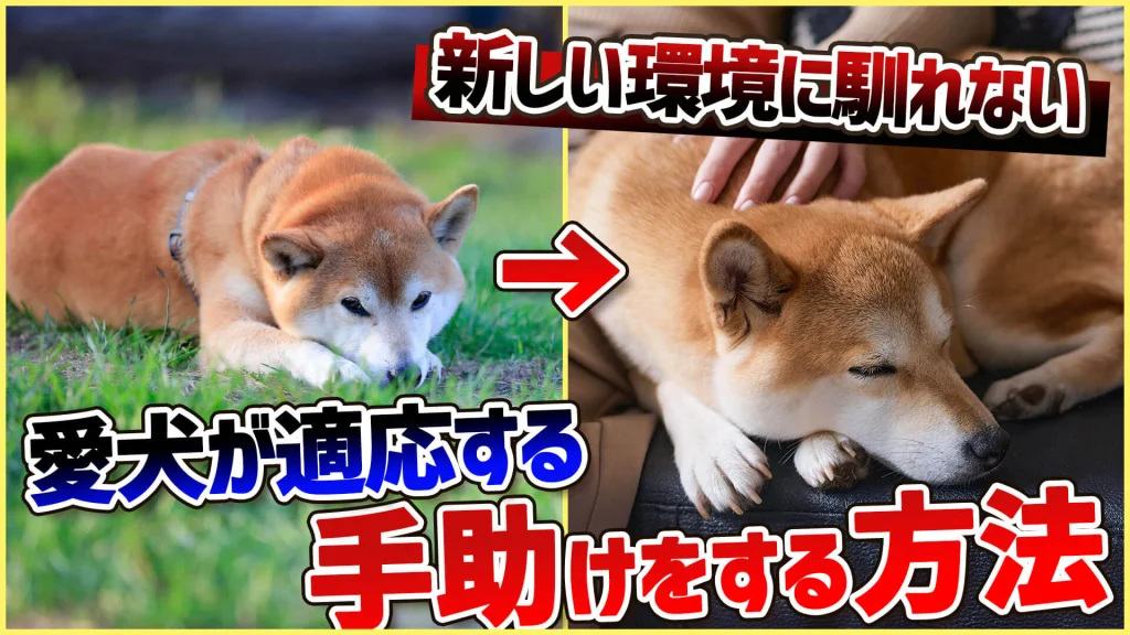 【犬　旅行】引越しや避難で愛犬が挙動不審！新しい環境に慣れる手助けをする方法【解説】
