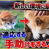 【犬 旅行】引越しや避難で愛犬が挙動不審!新しい環境に慣れる手助けをする方法【解説】