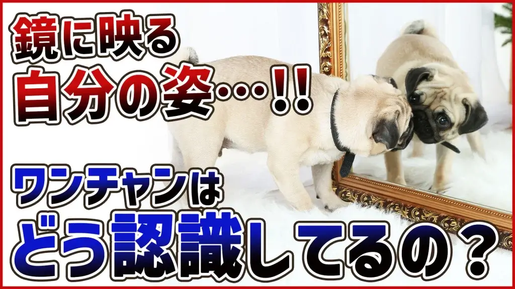 【犬 質問】わんちゃんが鏡に向かって吠える理由…解説致します!