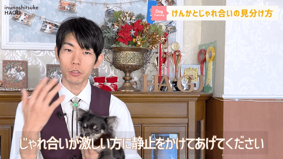 喧嘩してる！止めないと!って思ったらじゃれてるだけ…！見分け方解説します。