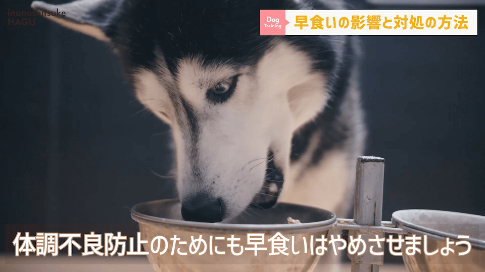 【ドッグフードの早食い】愛犬がフードを喉に詰まらせる！ドッグトレーナー視点での解決法を伝授！