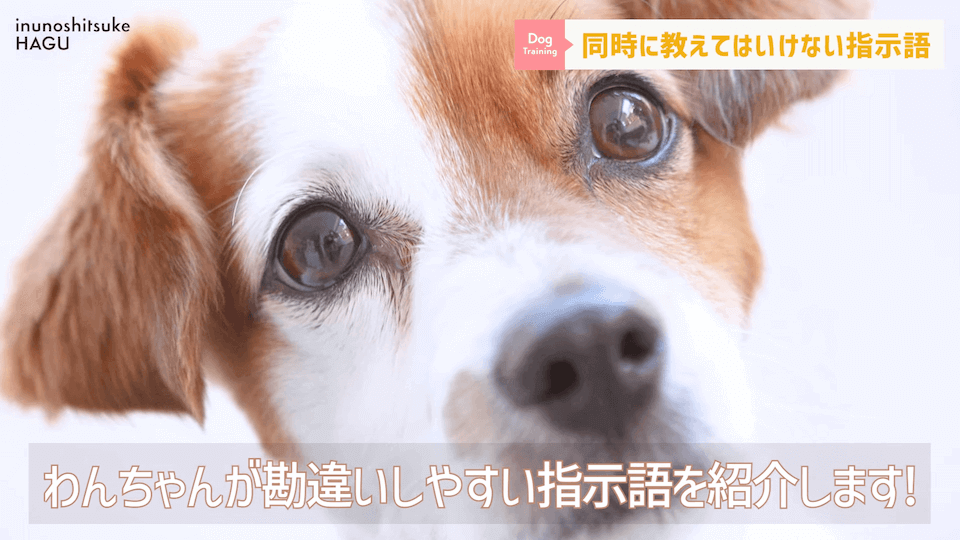 【紛らわしい指示語？！】同時に教えると愛犬が混乱する指示用語！【解説】