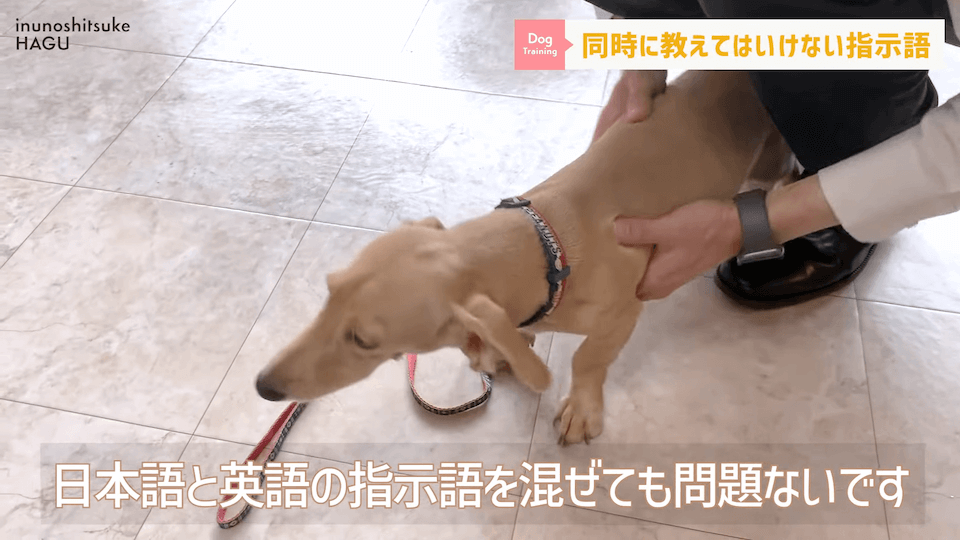 【紛らわしい指示語？！】同時に教えると愛犬が混乱する指示用語！【解説】