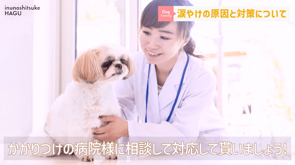 【犬　涙やけ】愛犬の目元が黒ずんでいる…？放っておくと大変な事になるかも！！！