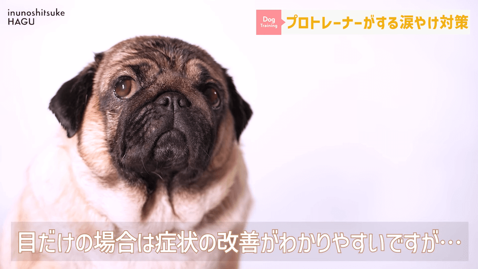 【犬　涙やけ】愛犬の目元が黒ずんでいる…？放っておくと大変な事になるかも！！！