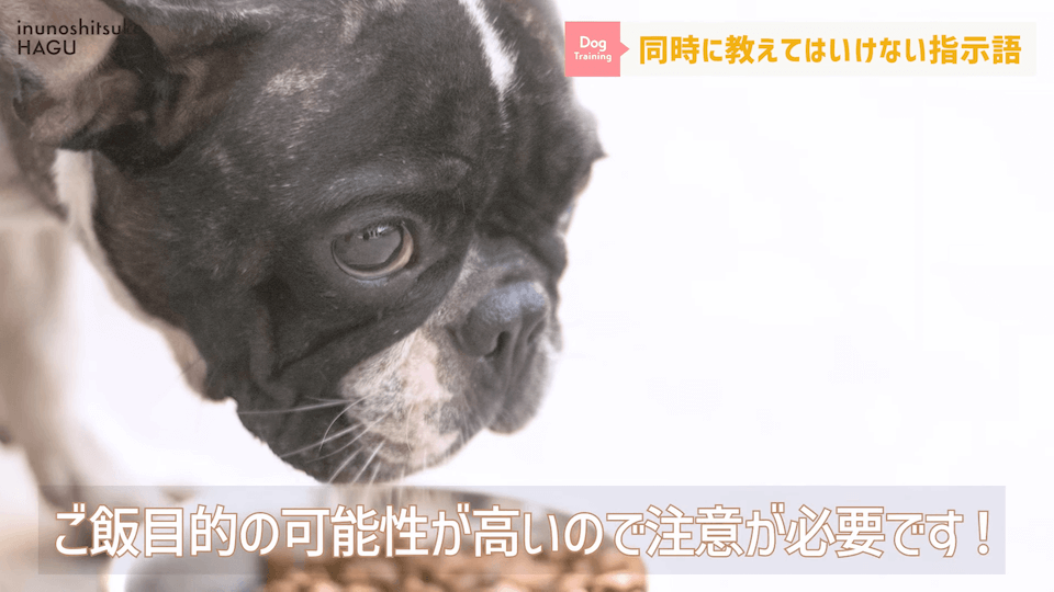 【紛らわしい指示語？！】同時に教えると愛犬が混乱する指示用語！【解説】