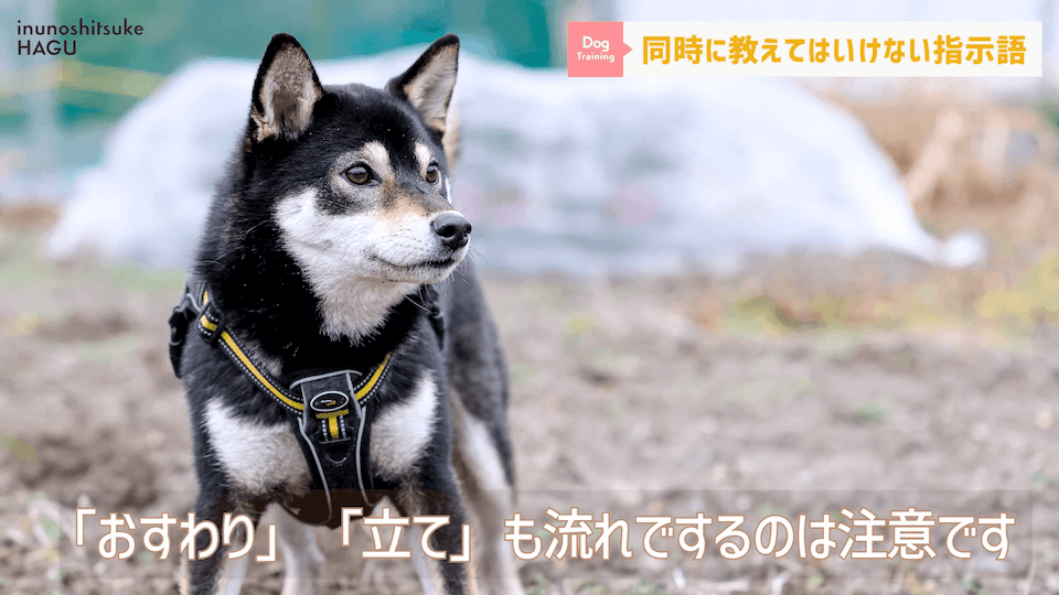 【紛らわしい指示語？！】同時に教えると愛犬が混乱する指示用語！【解説】