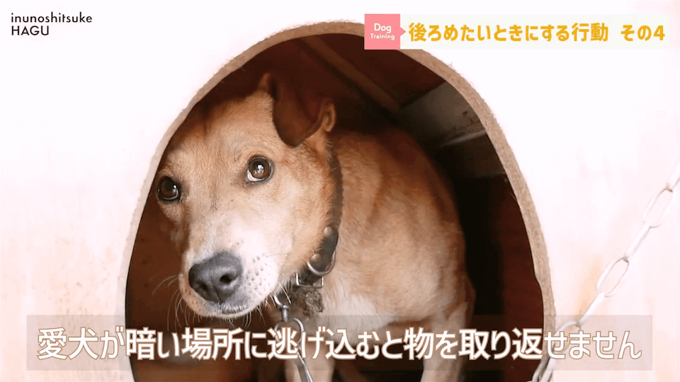 【反省】わんちゃんが後ろめたい時やりがちな行動5選【＃犬のいるくらし】