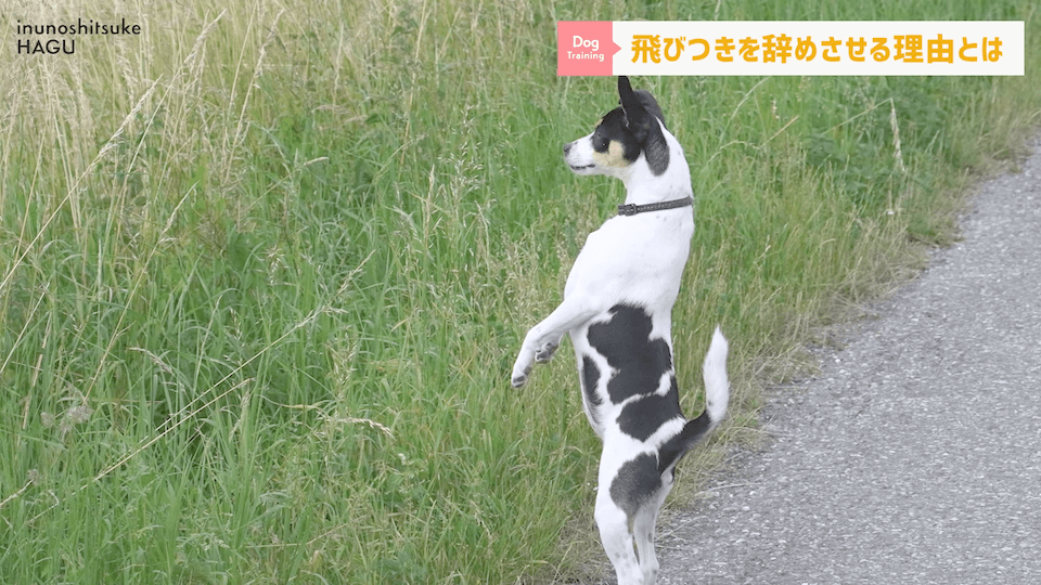 愛犬の飛びつき行動…！どうして止めなければいけないのかプロドッグトレーナーが解説！