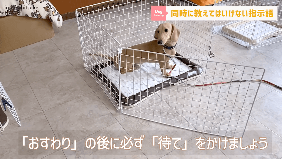 【紛らわしい指示語？！】同時に教えると愛犬が混乱する指示用語！【解説】