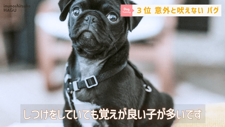 プロドッグトレーナーが選ぶ！「飼いやすい犬種トップ5」1位は意外な犬種？！