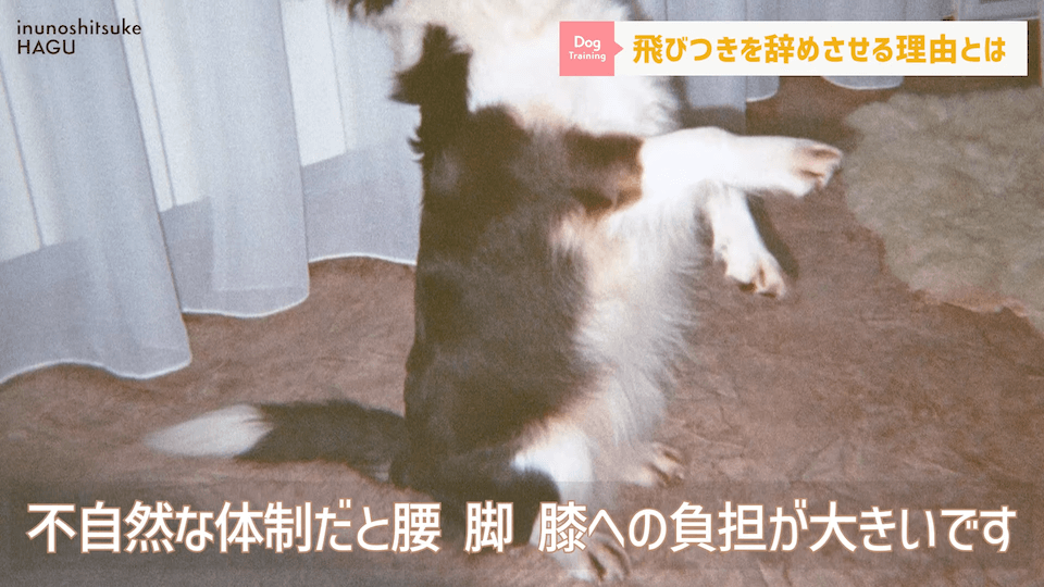 愛犬の飛びつき行動…！どうして止めなければいけないのかプロドッグトレーナーが解説！