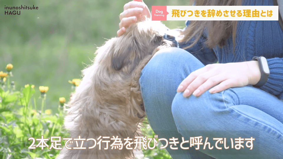 愛犬の飛びつき行動…！どうして止めなければいけないのかプロドッグトレーナーが解説！