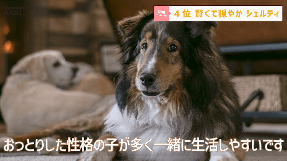 プロドッグトレーナーが選ぶ！「飼いやすい犬種トップ5」1位は意外な犬種？！