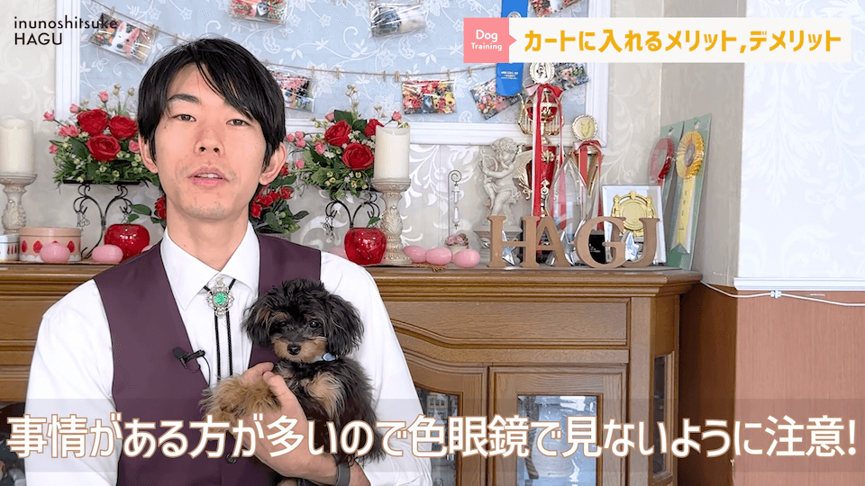 ワンちゃん用カートを使うメリットって何？「〇〇の時にオススメ！」