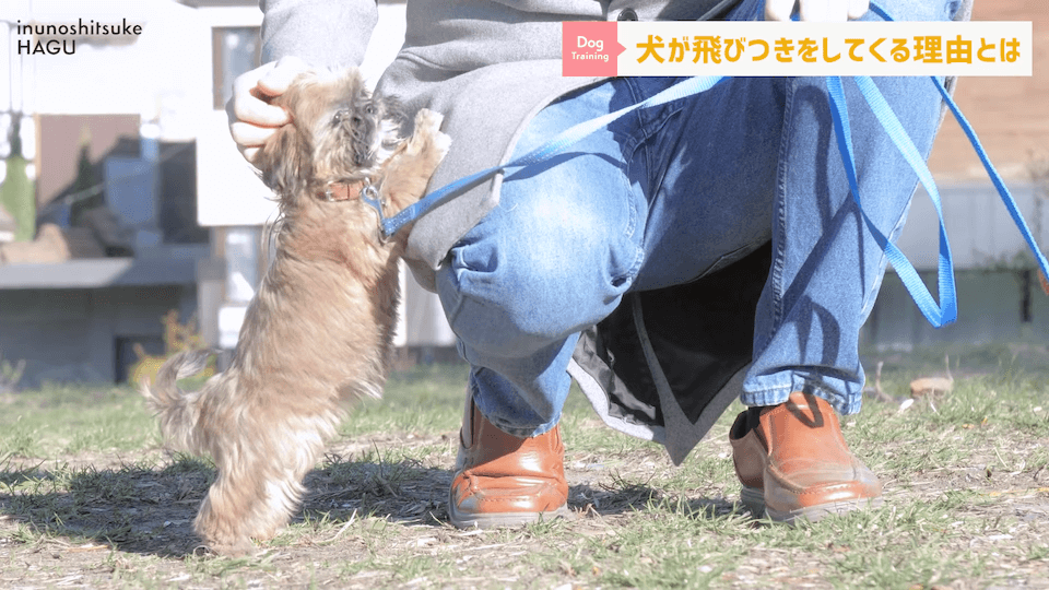 愛犬の飛びつき行動…！どうして止めなければいけないのかプロドッグトレーナーが解説！