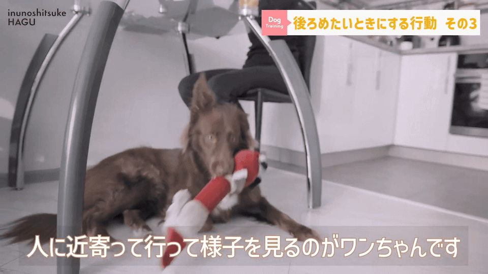 【反省】わんちゃんが後ろめたい時やりがちな行動5選【＃犬のいるくらし】