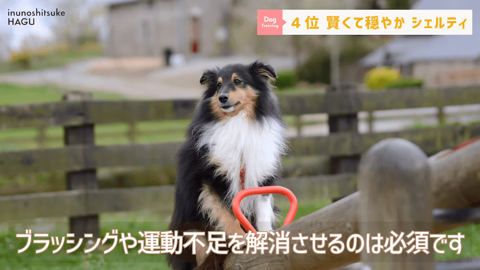 プロドッグトレーナーが選ぶ！「飼いやすい犬種トップ5」1位は意外な犬種？！