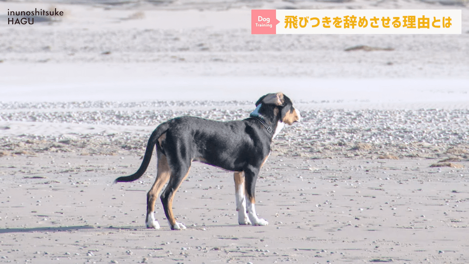 愛犬の飛びつき行動…！どうして止めなければいけないのかプロドッグトレーナーが解説！