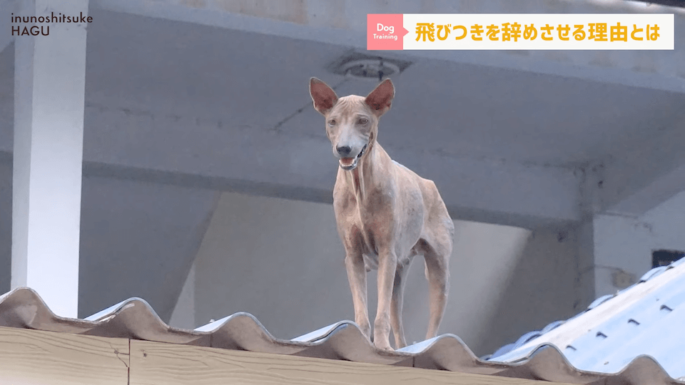 愛犬の飛びつき行動…！どうして止めなければいけないのかプロドッグトレーナーが解説！