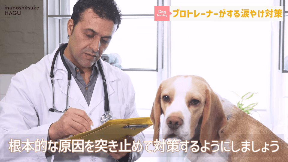 【犬　涙やけ】愛犬の目元が黒ずんでいる…？放っておくと大変な事になるかも！！！