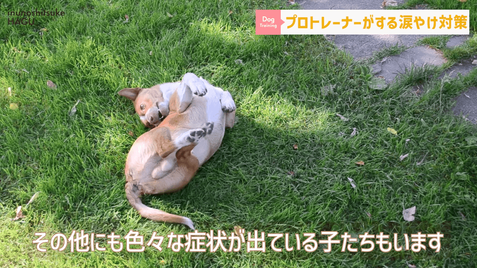 【犬　涙やけ】愛犬の目元が黒ずんでいる…？放っておくと大変な事になるかも！！！