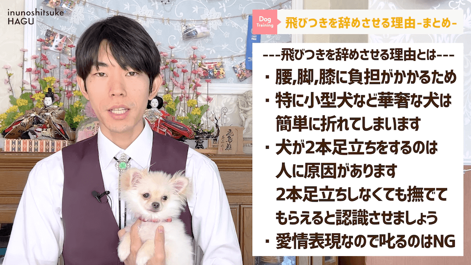 愛犬の飛びつき行動…！どうして止めなければいけないのかプロドッグトレーナーが解説！