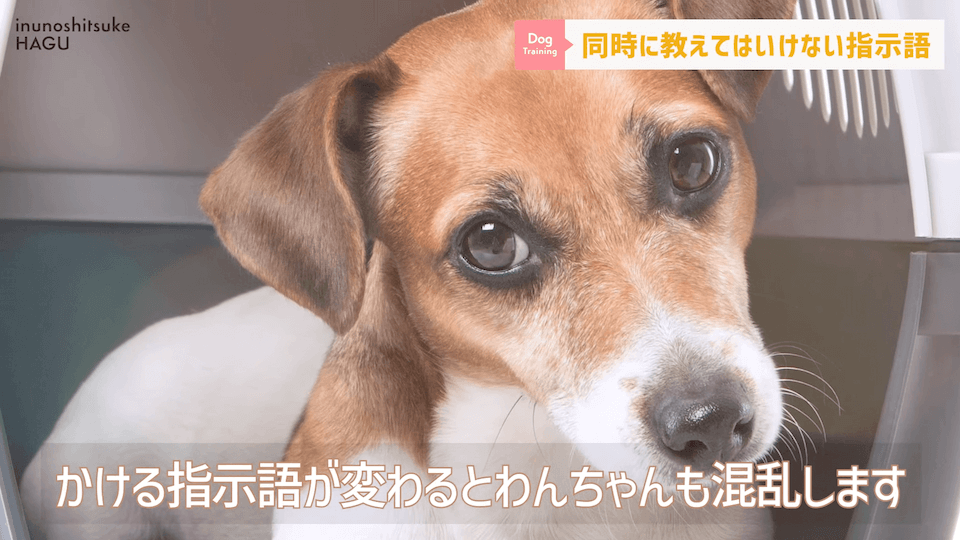 【紛らわしい指示語？！】同時に教えると愛犬が混乱する指示用語！【解説】