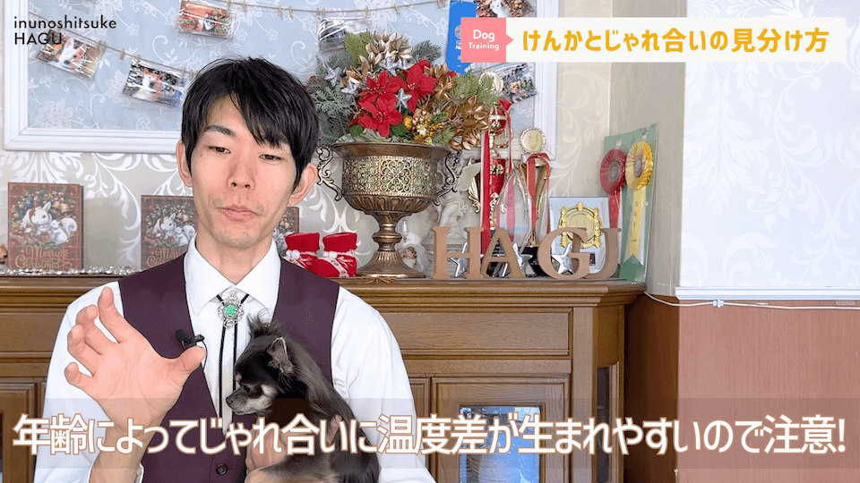 喧嘩してる！止めないと!って思ったらじゃれてるだけ…！見分け方解説します。