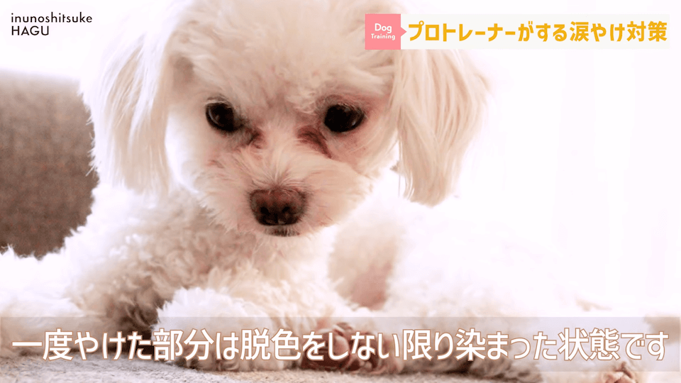 【犬　涙やけ】愛犬の目元が黒ずんでいる…？放っておくと大変な事になるかも！！！