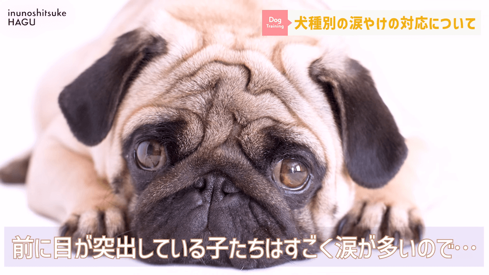 【犬　涙やけ】愛犬の目元が黒ずんでいる…？放っておくと大変な事になるかも！！！