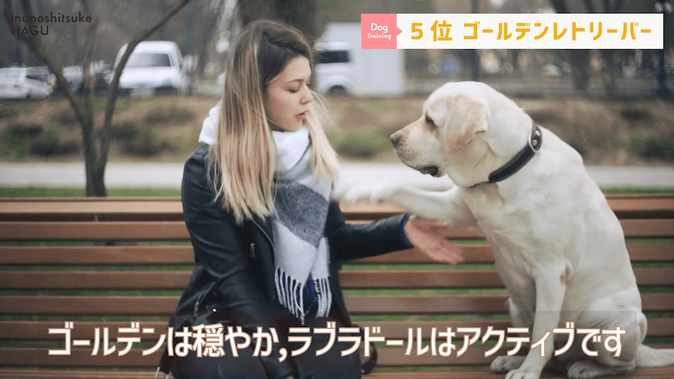 プロドッグトレーナーが選ぶ！「飼いやすい犬種トップ5」1位は意外な犬種？！