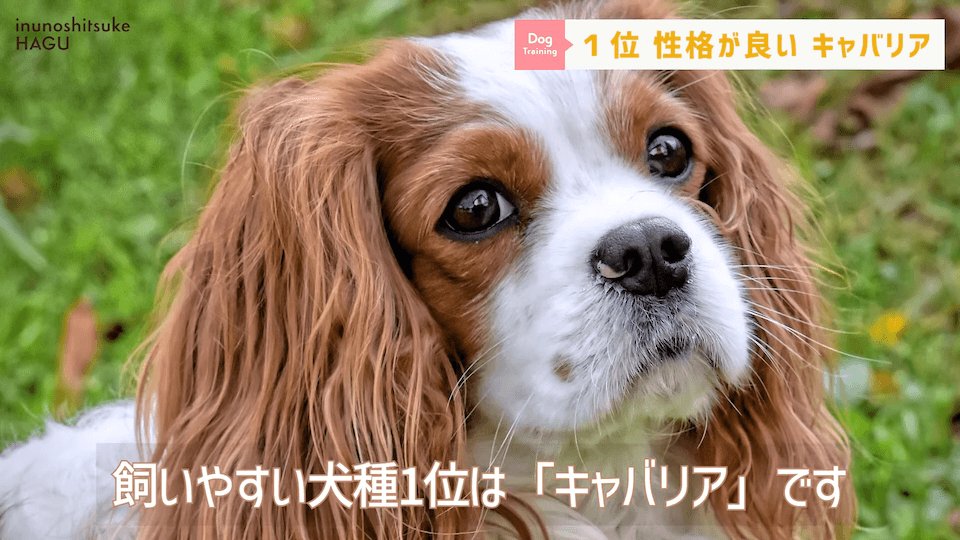 プロドッグトレーナーが選ぶ！「飼いやすい犬種トップ5」1位は意外な犬種？！