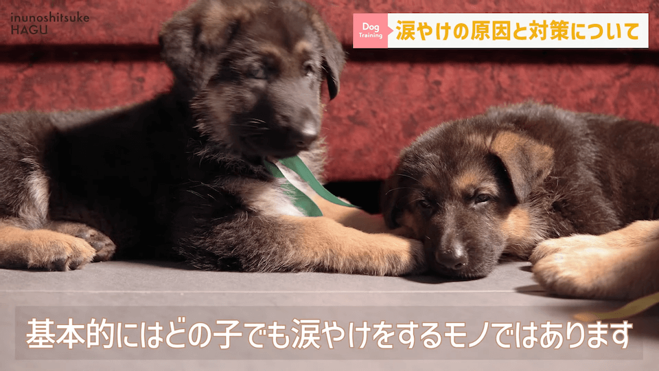 【犬　涙やけ】愛犬の目元が黒ずんでいる…？放っておくと大変な事になるかも！！！