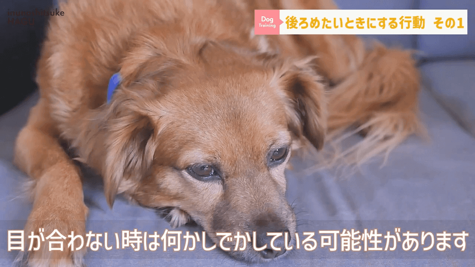 【反省】わんちゃんが後ろめたい時やりがちな行動5選【＃犬のいるくらし】