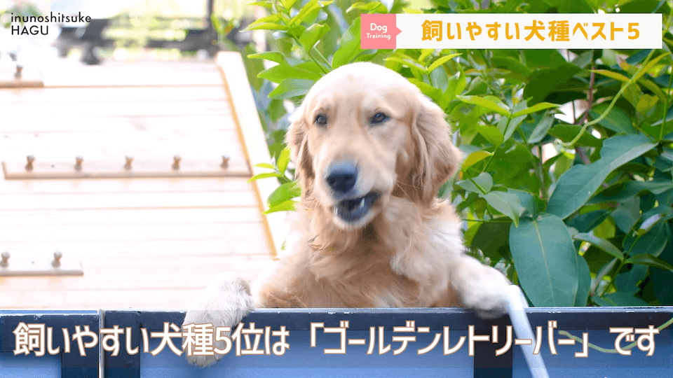 プロドッグトレーナーが選ぶ！「飼いやすい犬種トップ5」1位は意外な犬種？！