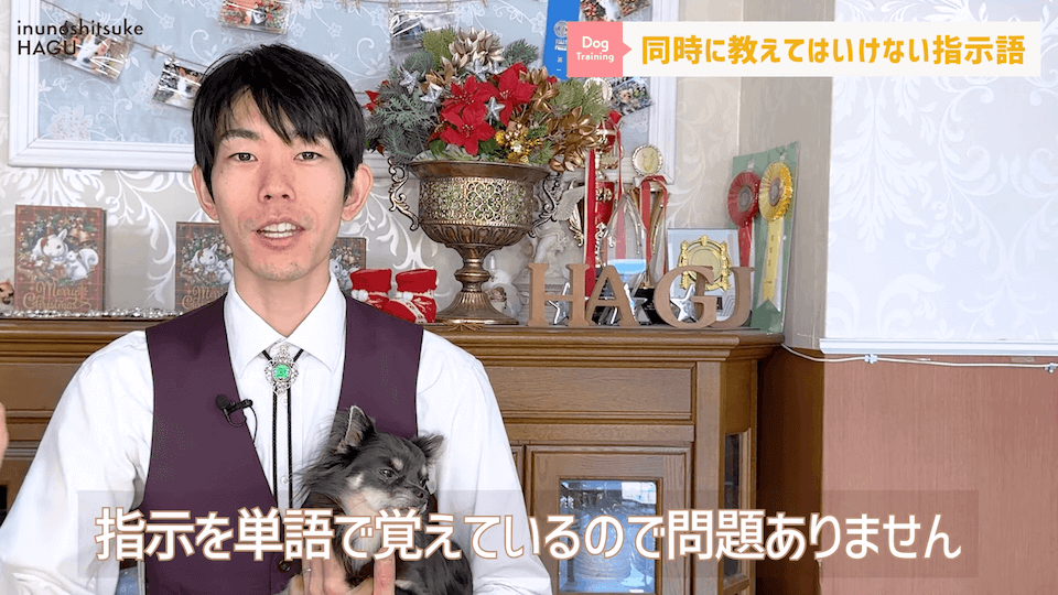 【紛らわしい指示語？！】同時に教えると愛犬が混乱する指示用語！【解説】