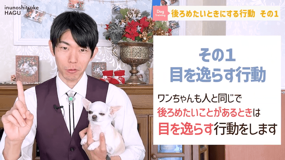 【反省】わんちゃんが後ろめたい時やりがちな行動5選【＃犬のいるくらし】